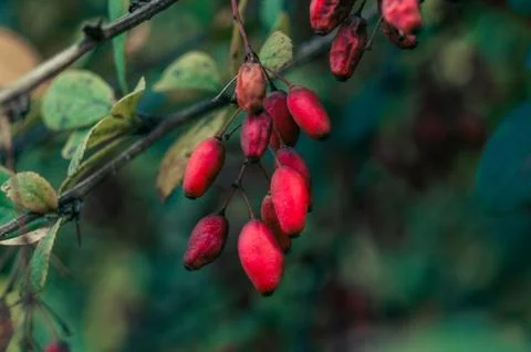 Red berries on a branch Stock Photos