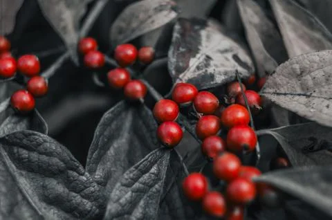 Red berries on a branch Stock Photos