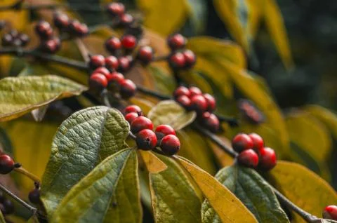 Red berries on a branch Stock Photos