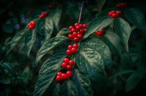 Red berries on a branch Stock Photos
