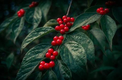 Red berries on a branch Stock Photos