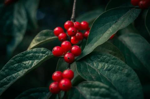 Red berries on a branch Stock Photos