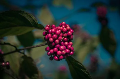 Red berries on a branch Stock Photos
