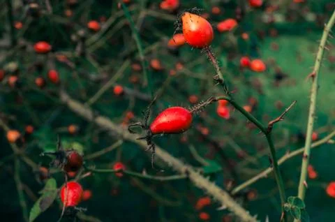 Red berries on a branch Stock Photos