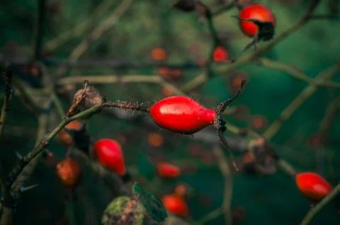 Red berries on a branch Stock Photos