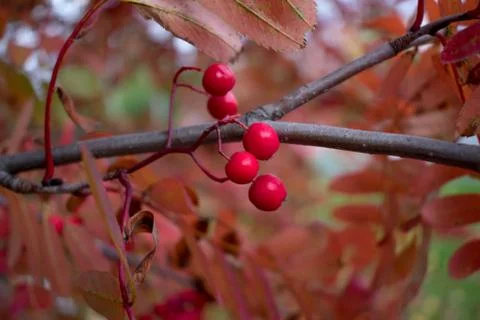 Red berries on branch Stock Photos