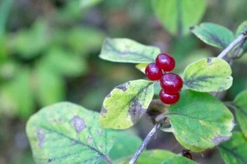 Red berries on branch Stock Photos