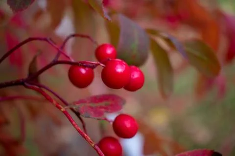 Red berries on branch Stock Photos