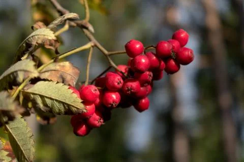 Red berries on branch Stock Photos