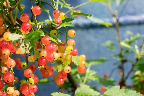 Red berries on a branch Stock Photos