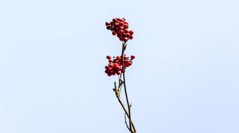 Red berries on a branch 写真素材