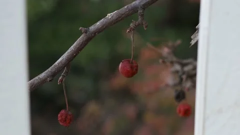 Red berries on a branch of a tree Stock Footage 172198270