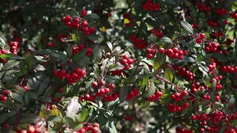 Red berries on a branch of a tree Stock Footage 172200541