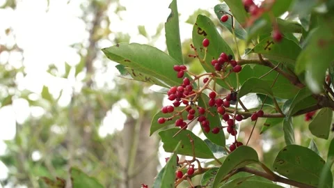 Red berries on a branch of a tree Stock Footage 310345314