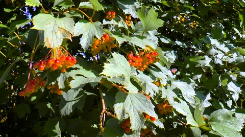 Red berries on the branches of trees swaying in the wind Stock Footage 68289304