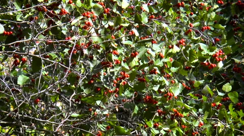 Red berries on the branches of trees swaying in the wind Stock Footage 68290185