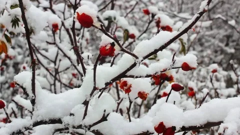 Red berries of brier, snow on the branches Stock Footage 86513993