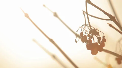 Red berries broken branch 库存影片 36411447