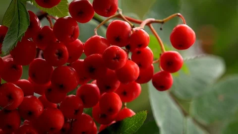 Red berries in a bunch on tree UK 4K Video stock 113703855