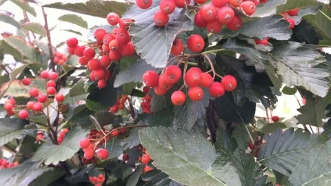 The red berries on the bush are swaying in the wind. Stock Footage