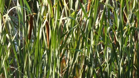 Red berries bush branches over dense green cattails Vidéo 337324529