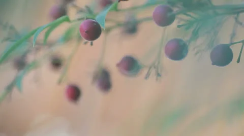 Red berries on a bush Stock Footage 24030171