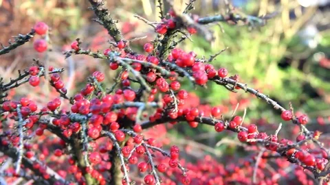 Red berries in a bush Stock Footage 77863348