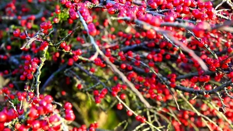 Red berries in a bush Stock Footage 77863356