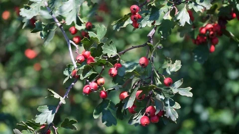 Red berries on a bush Stock Footage 116657364