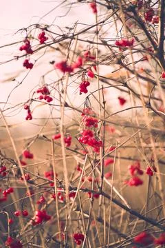 Red berries on a bush in winter Stock Photos