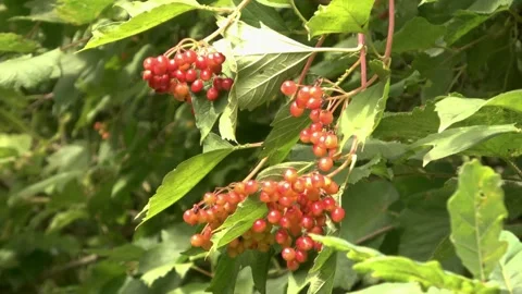 Red berries on the bushes on the island. Stock Footage 252178796