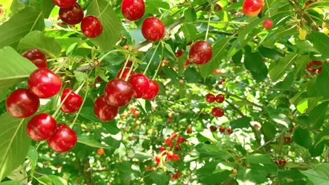 Red berries of cherry on tree. bunch of juicy ripe red cherries on a cherry tree Stock Footage 149050155