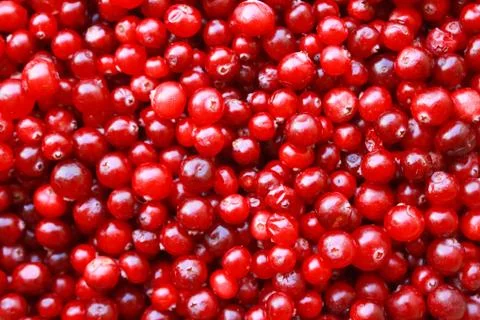 Red berries close-up Stock Photos
