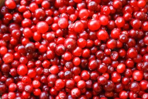 Red berries close-up Stock Photos