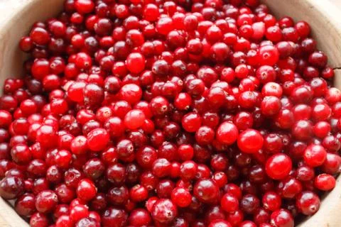 Red berries close-up Stock Photos