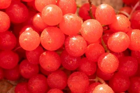 Red berries close up Foto stock