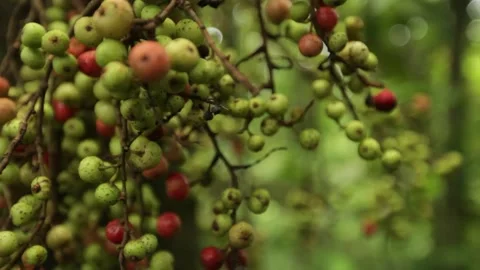 Red berries closeup Stockbeeldmateriaal 149123748