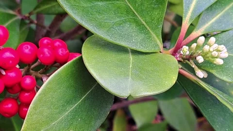 Red berries closeup Stock Footage 308956806