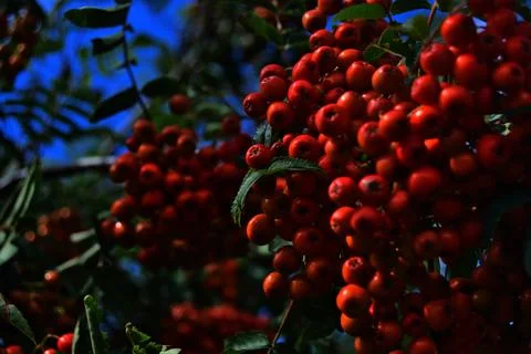 Red Berries Closeup Stock Photos