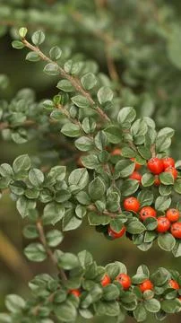 Red berries of cotoneaster horizontal (Cotoneaster horizontalis) 2 Stock Photos