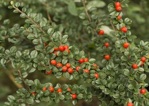 Red berries of cotoneaster horizontal (Cotoneaster horizontalis) 3 Stock Photos