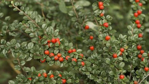 Red berries of cotoneaster horizontal (Cotoneaster horizontalis) 33 Stock Photos