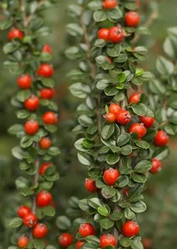 Red berries of cotoneaster horizontal (Cotoneaster horizontalis) Stock Photos