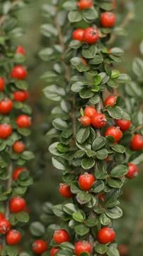 Red berries of cotoneaster horizontal (Cotoneaster horizontalis) 22 Stock Photos