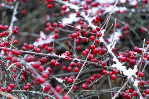 Red Berries of Cotoneaster horizontalis (Wall Spray) in winter Stock Photos