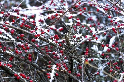 Red Berries of Cotoneaster horizontalis (Wall Spray) in winter Stock Photos