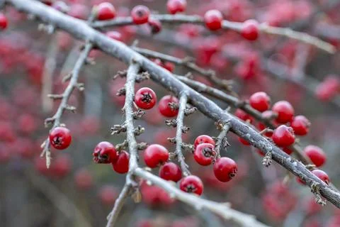 Red Berries of Cotoneaster horizontalis (Wall Spray) in winter with snow Stock Photos