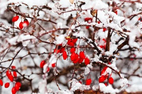 Red berries covered with ice Stock Photos