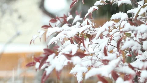 Red berries covered with snow Stock-Footage 310156705