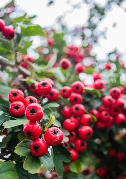 Red berries of the crataegus tree Stock Photos
